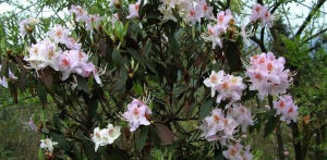 台灣澤蘭 台灣澤蘭