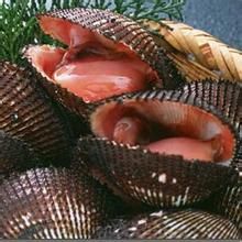 大連灣魁蚶 大連灣魁蚶