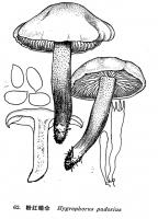 粉紅蠟傘 粉紅蠟傘