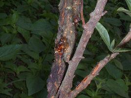 芒果流膠病 芒果流膠病