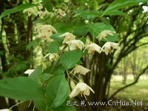 長果秤錘樹秤錘樹