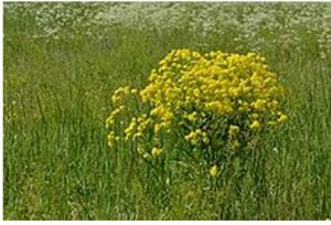 疣果匙薺 疣果匙薺