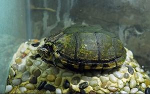 東方泥龜 東方泥龜