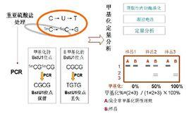 DNA限制性內切酶酶切 DNA限制性內切酶酶切