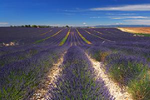 （圖）普羅旺斯