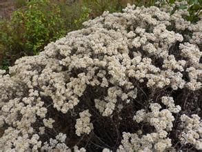 中甸香青 中甸香青