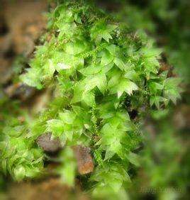 鈍葉變齒蘚 鈍葉變齒蘚