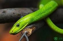 東非綠曼巴蛇