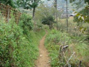 松子樹自然村 松子樹自然村