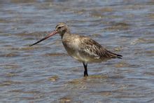 斑尾塍鷸中部亞種 斑尾塍鷸中部亞種