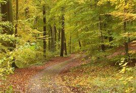 林間小道 林間小道