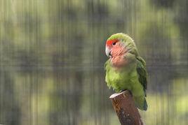 尼亞薩湖情侶鸚鵡 尼亞薩湖情侶鸚鵡