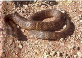 東方虎蛇 東方虎蛇