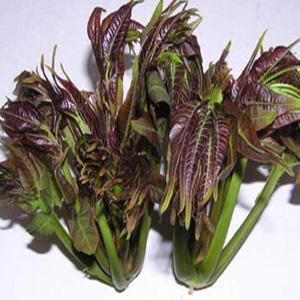 太和香椿 太和香椿