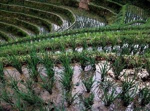 科迪勒拉水稻梯田