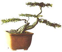 《巧雲飛渡》（爪子黃楊）