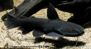 黑肚黑魔鯨 黑肚黑魔鯨