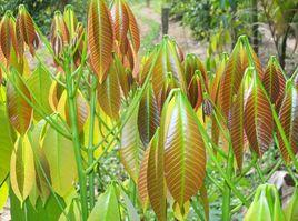 海南山藍 海南山藍