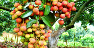 綠韻生態果園 綠韻生態果園