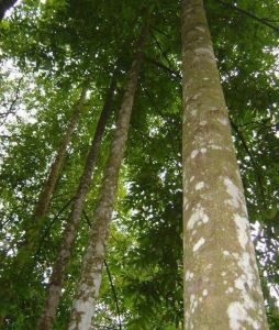 海南黃花梨[蝶形花科植物]