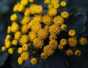 青海合頭菊 青海合頭菊