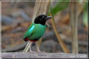 鼠色竄鳥 鼠色竄鳥
