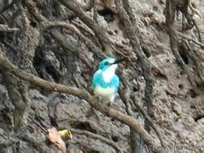 小藍翠鳥 小藍翠鳥