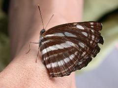 小三線蝶 小三線蝶