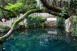 大理蝴蝶泉 大理蝴蝶泉