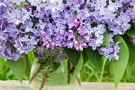 毛葉西香羅勒 毛葉西香羅勒