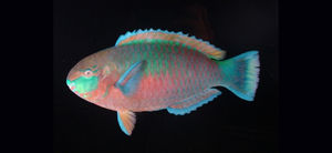 瓜氏鸚哥魚 瓜氏鸚哥魚