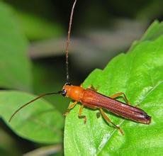 暗翅筒天牛 暗翅筒天牛