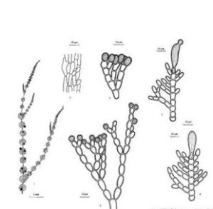 果孢子體 果孢子體