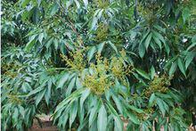 黑葉荔枝的花穗