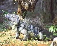 藍岩鬣蜥 藍岩鬣蜥