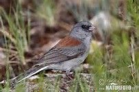 暗眼燈草鵐蒙塔納斯亞種