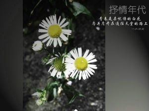 抒情年代 抒情年代