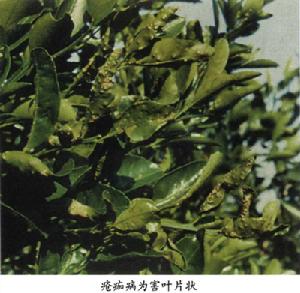 柑橘瘡痂病 柑橘瘡痂病