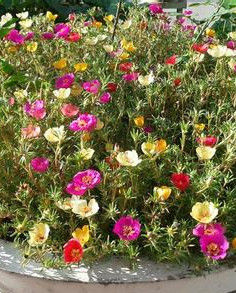 種一片太陽花 種一片太陽花