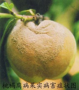 桃褐腐病 桃褐腐病