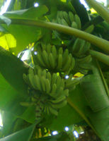 芭蕉樹