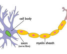 軸突反射 軸突反射