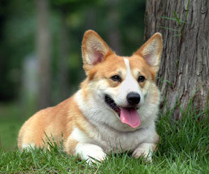 彭布羅克威爾斯柯基犬