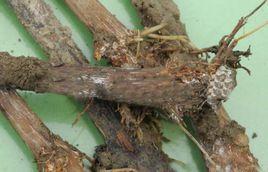 白紋羽病 白紋羽病