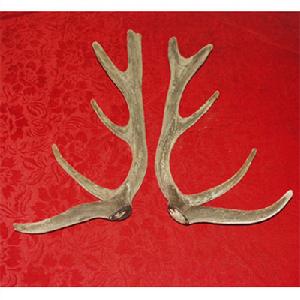 西豐鹿茸 西豐鹿茸