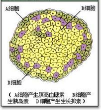 胰島內各種細胞的分布