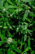 西南新耳草 西南新耳草