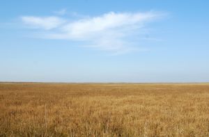 鹽城國家自然保護區 鹽城國家自然保護區