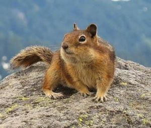 赤頰黃鼠內蒙亞種 赤頰黃鼠內蒙亞種