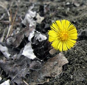 （圖）款冬蒲公英